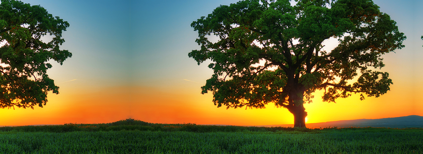 Psychological Therapy in Sydney Psychotherapy Therapy in Sydney